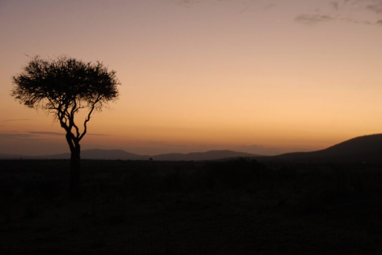 Tree Silhoutte